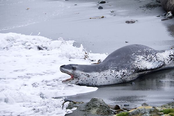 A leopard seal on the beach heading in to the sea as a wave breaks on the sand