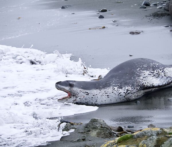 A leopard seal on the beach heading in to the sea as a wave breaks on the sand