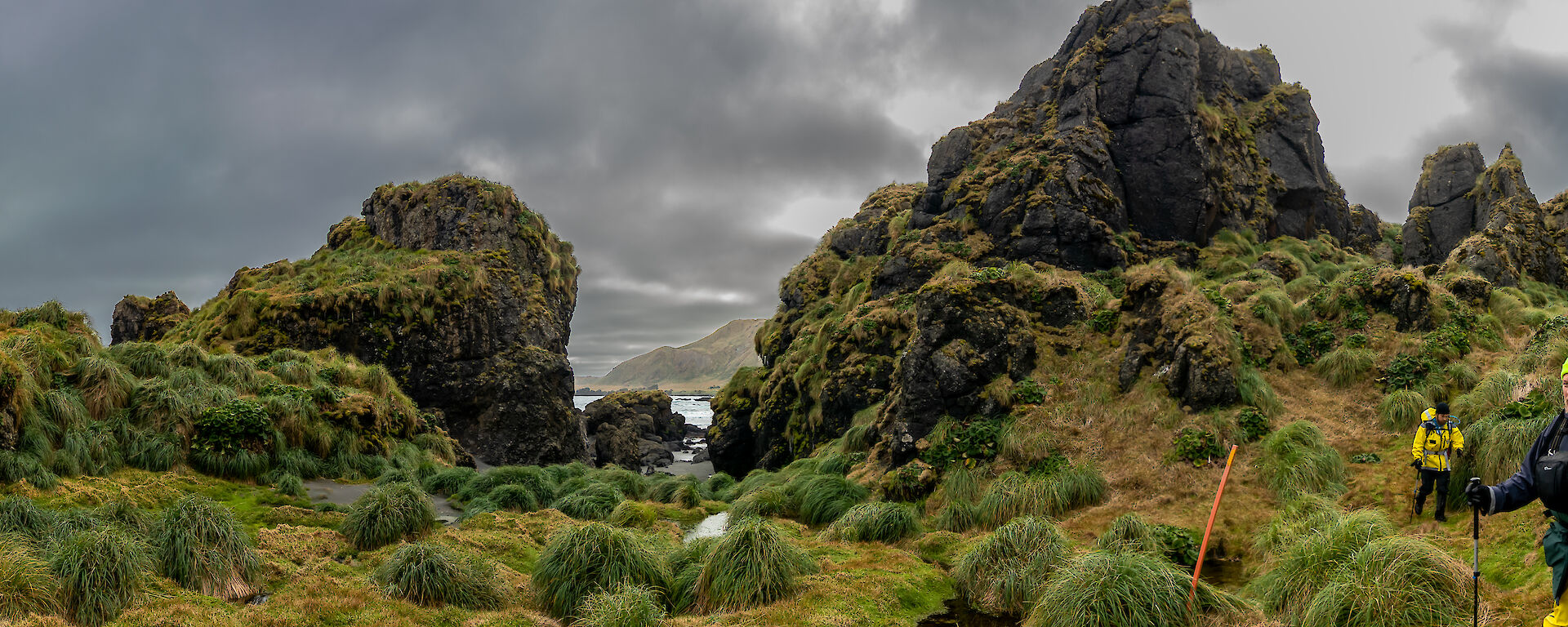 A panoramic view of a very green, lush tussock filled landscape.  Two expeditioners walk amongst the tussocks.