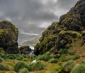 A panoramic view of a very green, lush tussock filled landscape.  Two expeditioners walk amongst the tussocks.