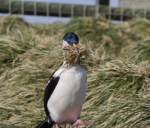 A black and white bird in the grassy tussocks walks towards camera with a large beak-full of grassy twigs