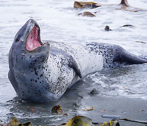 A leopard seal in the break water with its mouth wide open showing its teeth and bright pink mouth