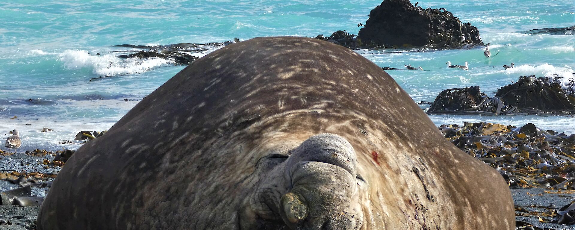 Large elephant seal on a dark sandy beach with the blue ocean in the background