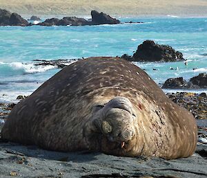 Large elephant seal on a dark sandy beach with the blue ocean in the background