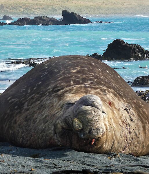 Large elephant seal on a dark sandy beach with the blue ocean in the background