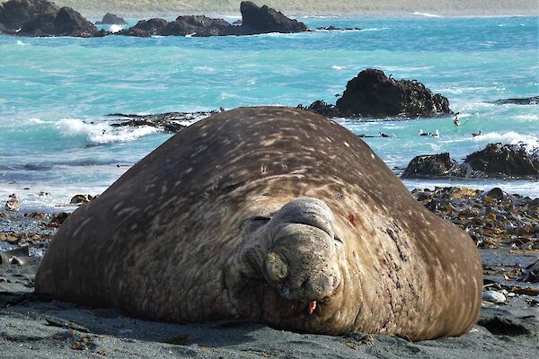 Large elephant seal on a dark sandy beach with the blue ocean in the background