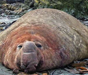 Large brown elephant seal lying on the beach