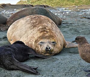 Elephant seal with calf on the beach, being watched by a brown bird