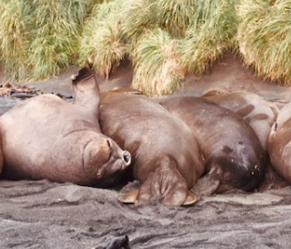 A long row of elephant seals in a muddy wallow