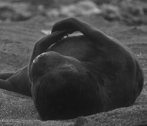 Dark coloured seal lying on its back in the black sand