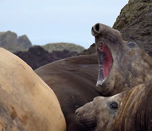 A brown elephant seal, in a group with other seals, with its pink mouth open wide