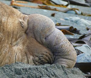 Head shot of an elephant seal's large protruding nose, amongst the black sand and kelp