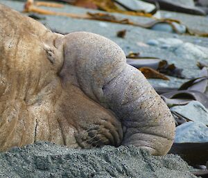 Head shot of an elephant seal's large protruding nose, amongst the black sand and kelp