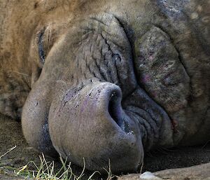 Close up shot of a sleeping elephant seal's face and huge nostrils