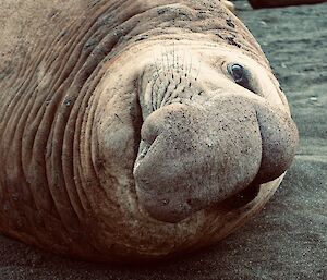 Close up shot of a sleeping elephant seal's face