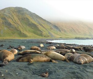 Large group of seals sleeping on black sand in front of a grassy green hill