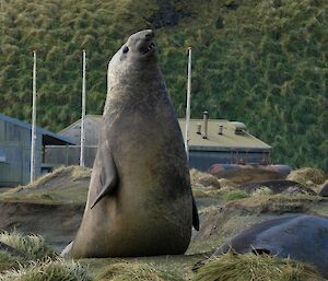 Large elephant seal rearing up in front of the station buildings