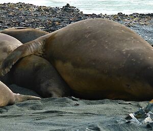 A large male and a small female seal lying on a black sandy beach.  The large seal has its flipper cuddling the female.