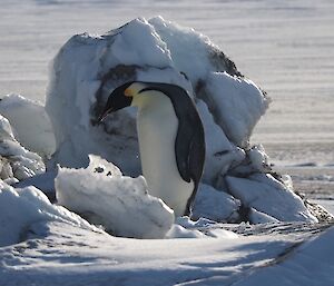 A emperor penguin climbing through the rafted ice to Davis station beach