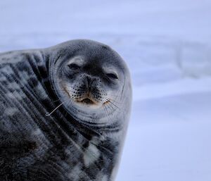 Weddell seal lying on the ice looks ahead towards camera with a 'smile' on its face