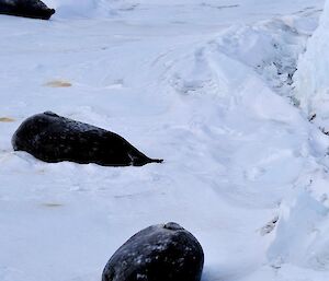 Four Weddell seals resting on the sea ice