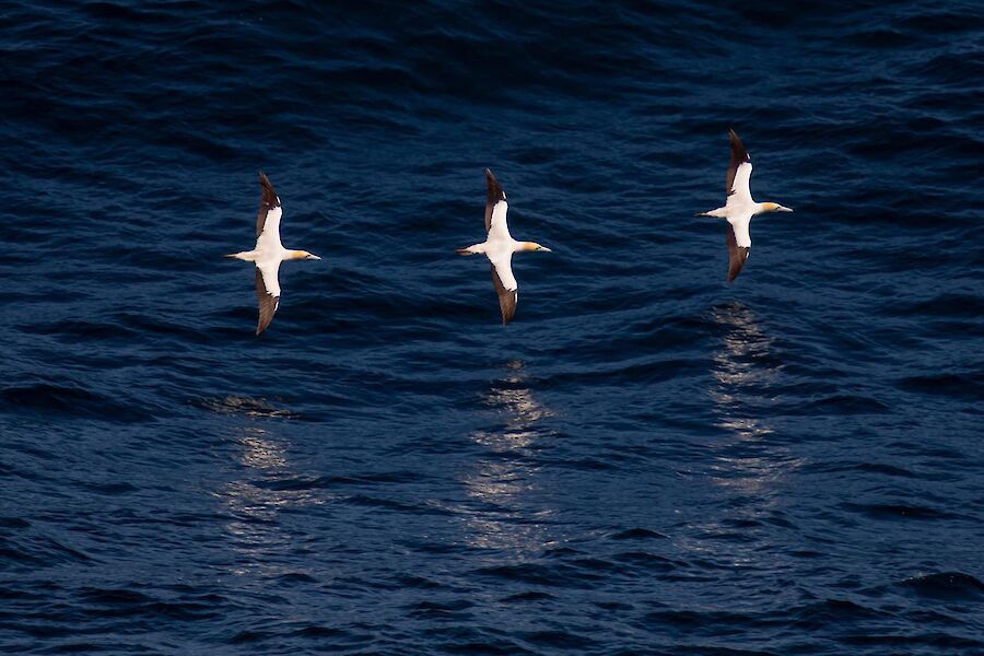 Three white birds fly in symmetrical formation, wings out, over the water