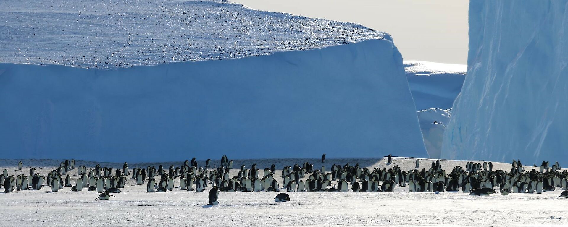 Emperor penguin colony with massive ice bergs in the background.