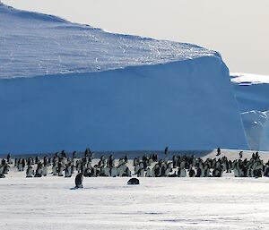 Emperor penguin colony with massive ice bergs in the background.