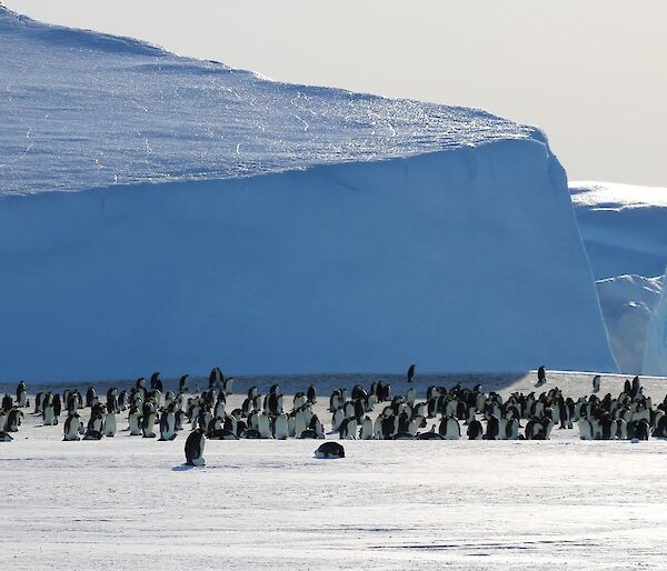 Emperor penguin colony with massive ice bergs in the background.