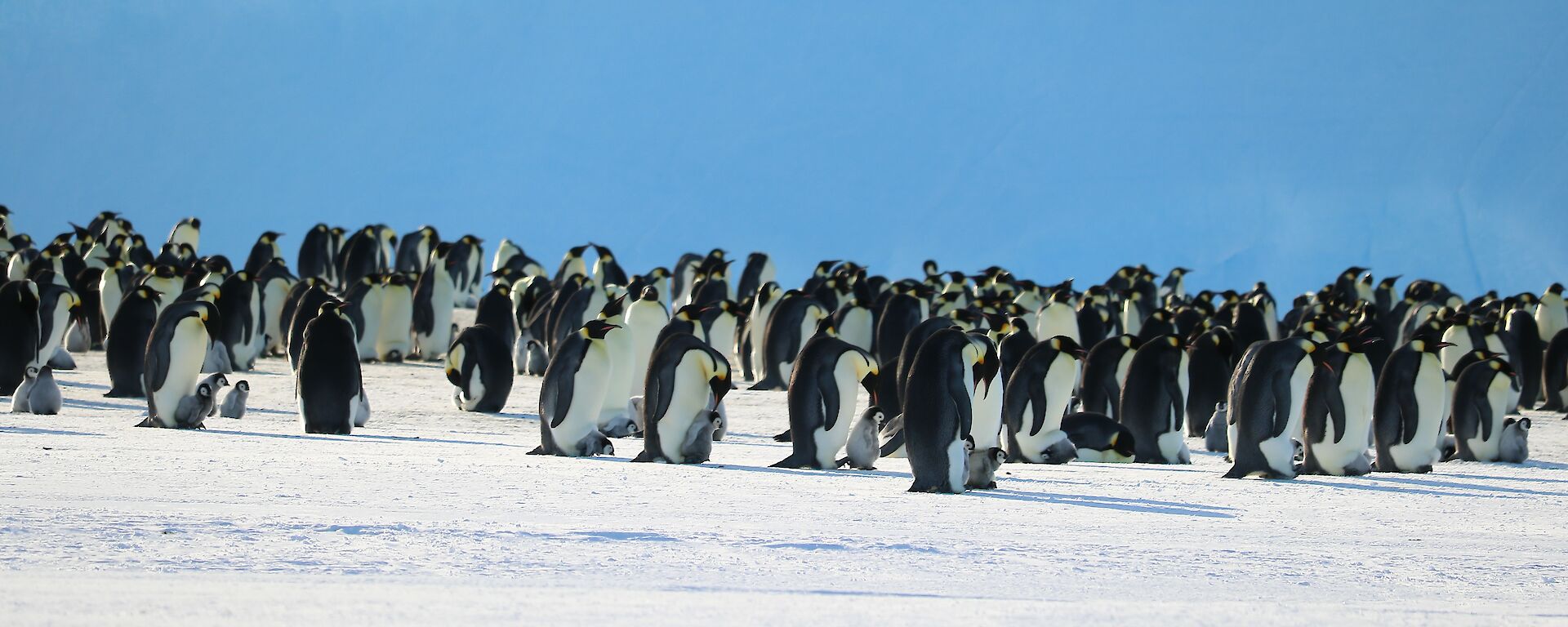 A photo of a colony using a telephoto lens showing the new penguin chicks with their parents.