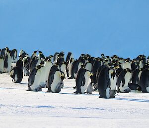 A photo of a colony using a telephoto lens showing the new penguin chicks with their parents.