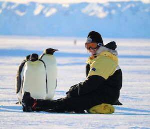 Person sitting on a yellow bag with several inquisitive emperor penguins quite close.