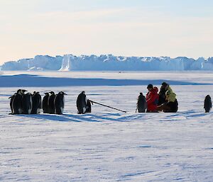 Three expeditioners kneeling on the ice with a group of emperor penguins huddling around to check them out.