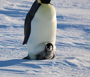 Young emperor chick resting on Dad's feet while going for a walk across the snow