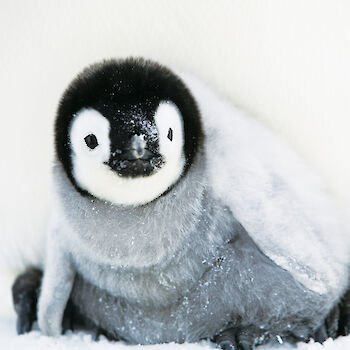 Emperor penguin chick at colony.