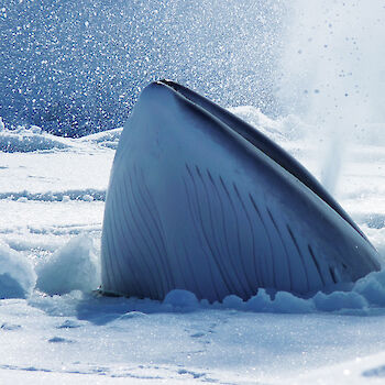 Minke whale surfacing through breathing hole in ice.