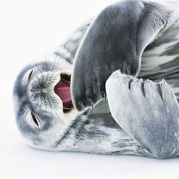 Weddell seal pup sleeping on the ice.