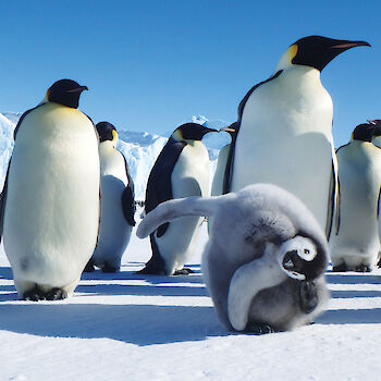 Low angle view of  adult emperor penguins with a chick in foreground scratching its head.