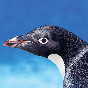 Close up of an Adelie penguin.