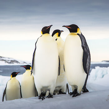 Group of emperor penguins.