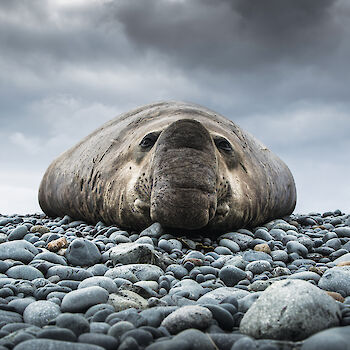 Southern elephant seal on the beach.