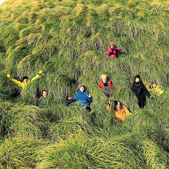 Expeditioners hiding in the tussock grass on a hill on Macquarie Island.