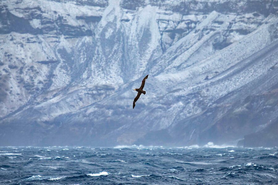 A choppy sea with white snow-dusted cliffs in the background.  A large petrel soars, wings extended in the centre of the photo