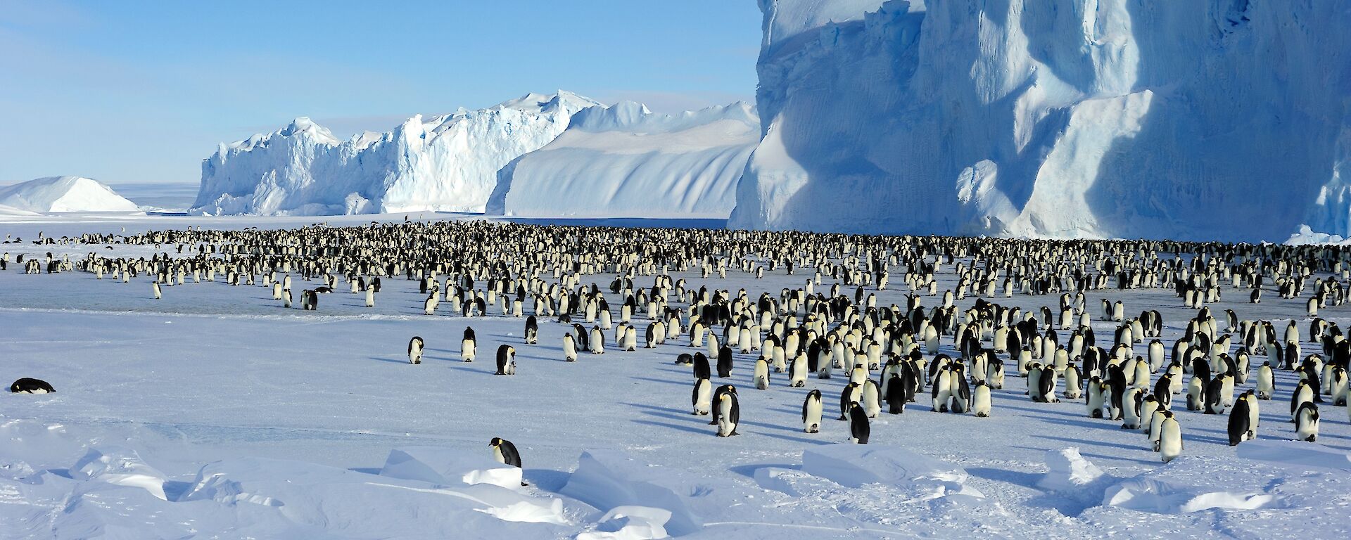 An emperor penguin colony beneath a large ice shelf.