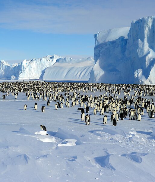 An emperor penguin colony beneath a large ice shelf.