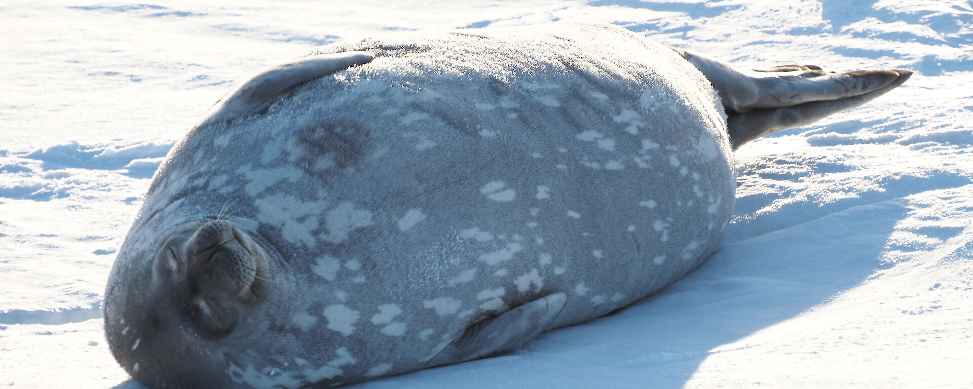 Elephant seal enjoying some fleeting spring sunshine while lying on the snow