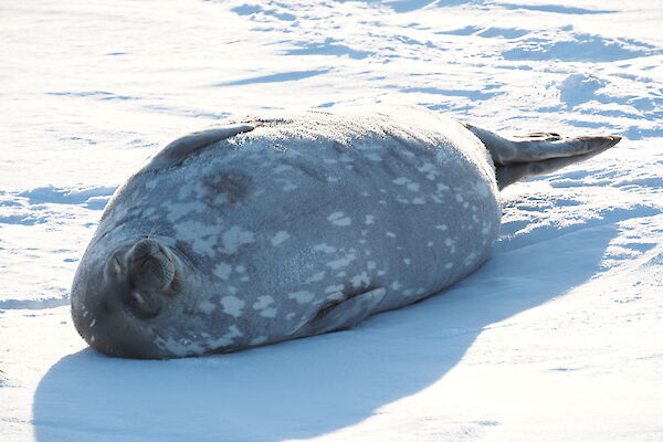 Elephant seal enjoying some fleeting spring sunshine while lying on the snow