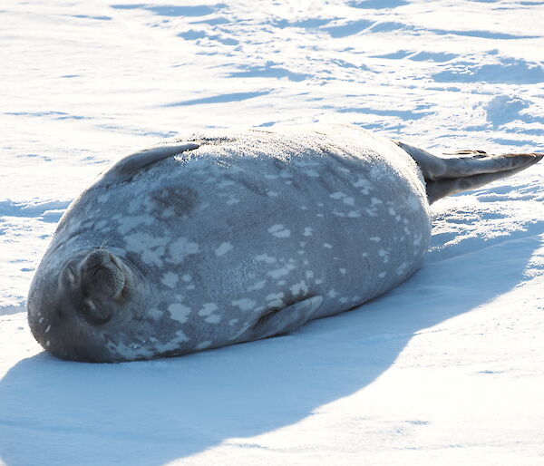 Elephant seal enjoying some fleeting spring sunshine while lying on the snow
