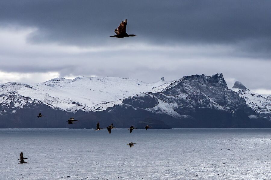 A flock of large cormorant birds fly across the water with a snow capped mountains behind them.