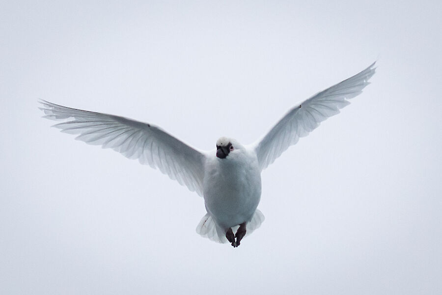 A mid air image of a white pigeon sized bird with a black face and both with wings stretched out